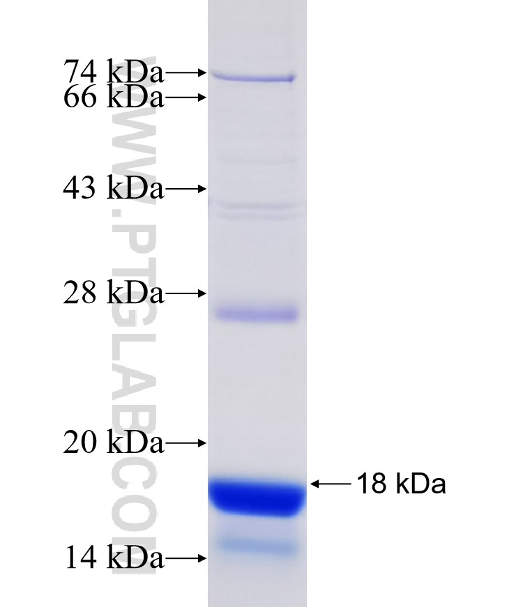 DLG2 fusion protein Ag30193 SDS-PAGE