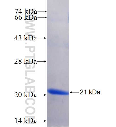 DLL1-Specific fusion protein Ag25967 SDS-PAGE