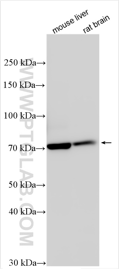 WB analysis using 25535-1-AP