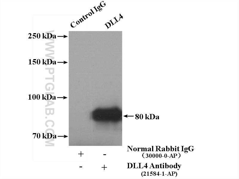 IP experiment of mouse lung using 21584-1-AP