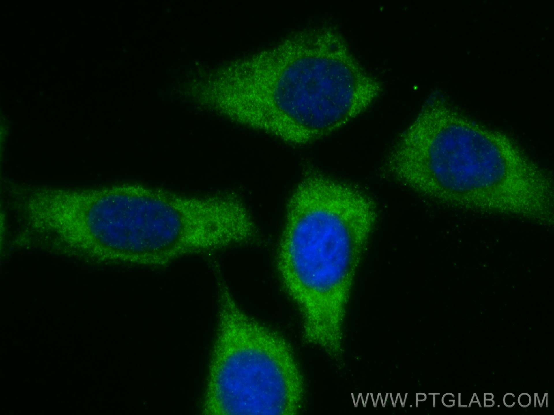 IF Staining of HepG2 using 24813-1-AP (same clone as 24813-1-PBS)