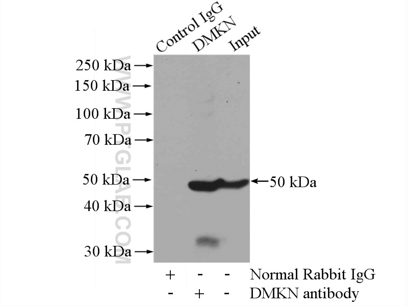 IP experiment of mouse lung using 16252-1-AP