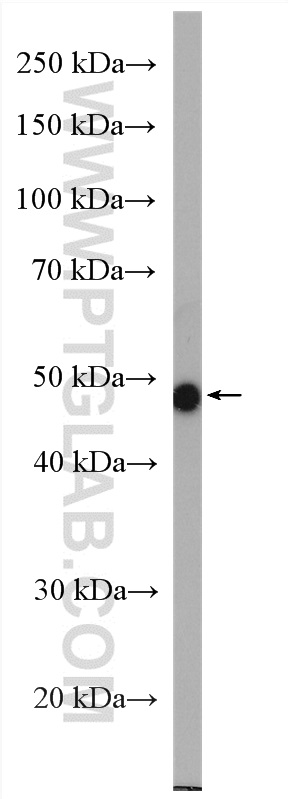 WB analysis of mouse ovary using 16252-1-AP