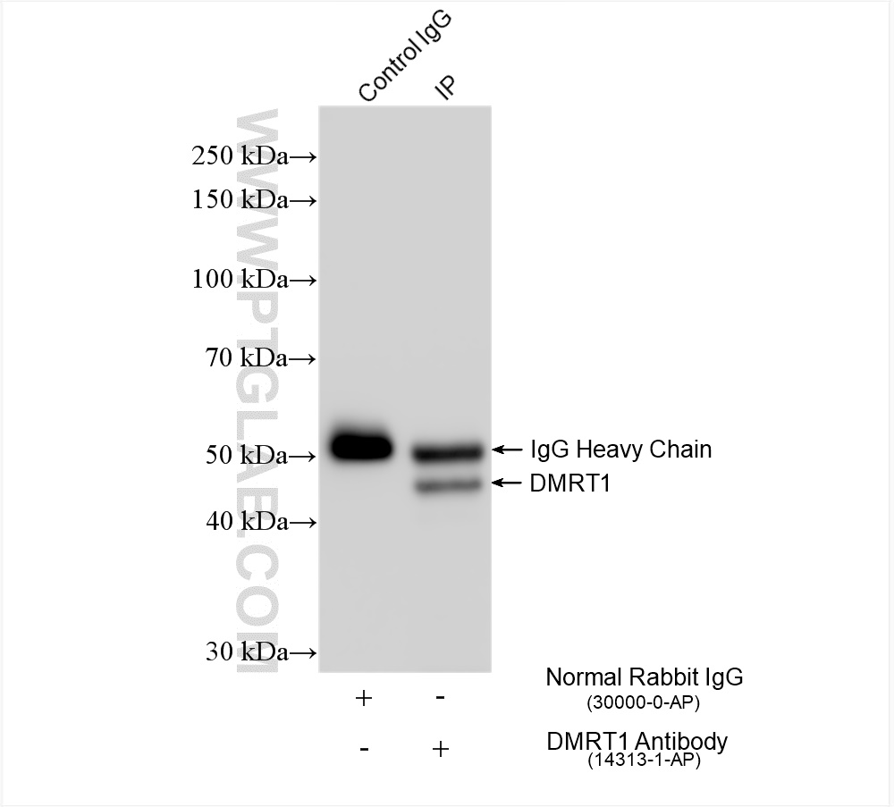 IP experiment of mouse testis using 14313-1-AP