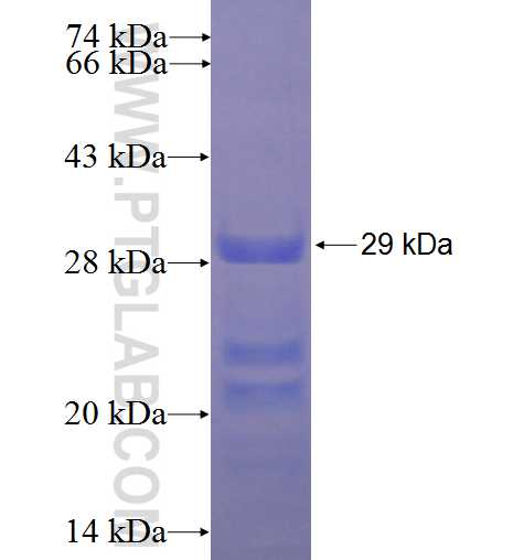 DMRTB1 fusion protein Ag23639 SDS-PAGE