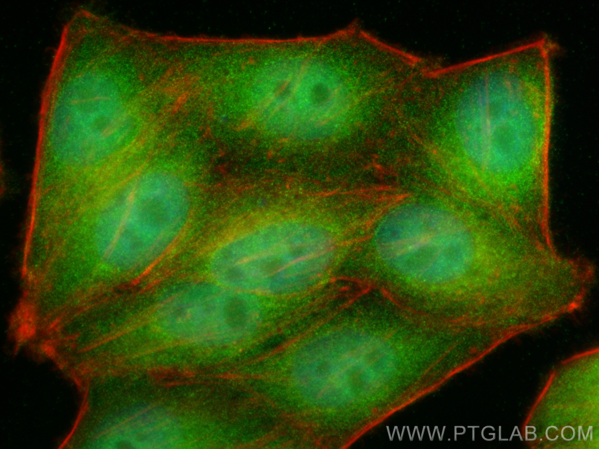 IF Staining of HepG2 using 18727-1-AP