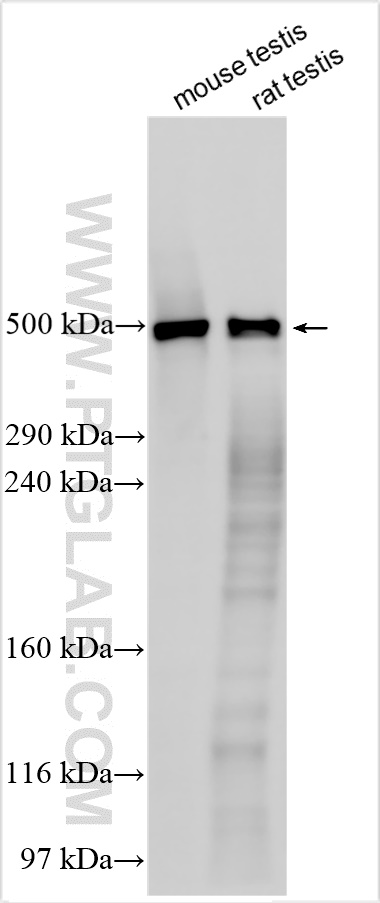 WB analysis using 24488-1-AP