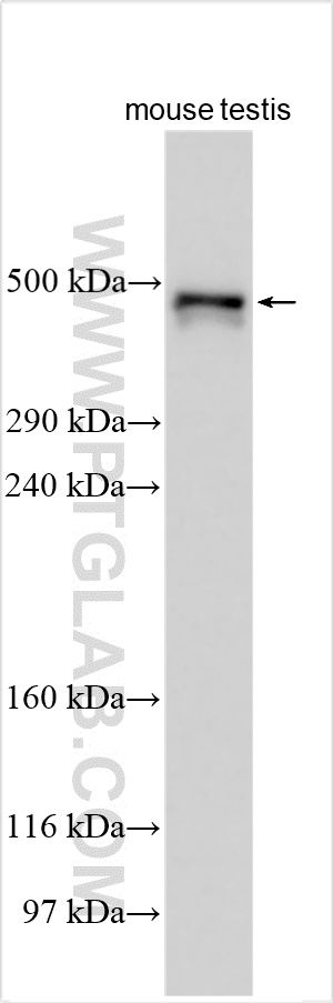 WB analysis using 30073-1-AP