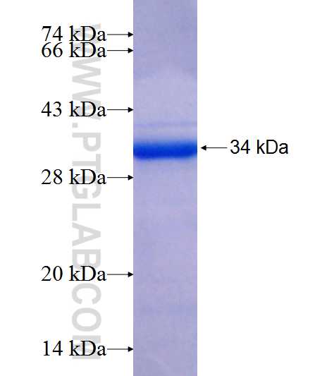 DNAJB14 fusion protein Ag9888 SDS-PAGE