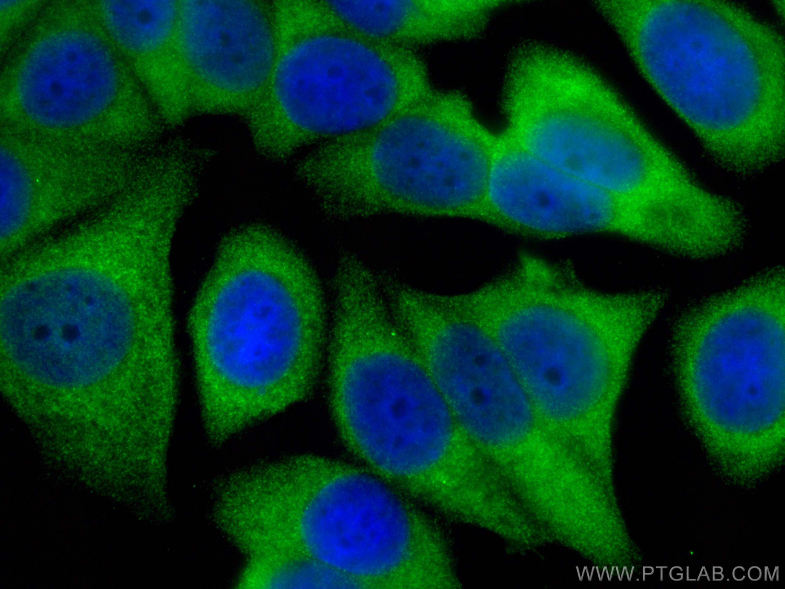 IF Staining of MCF-7 using 13064-1-AP