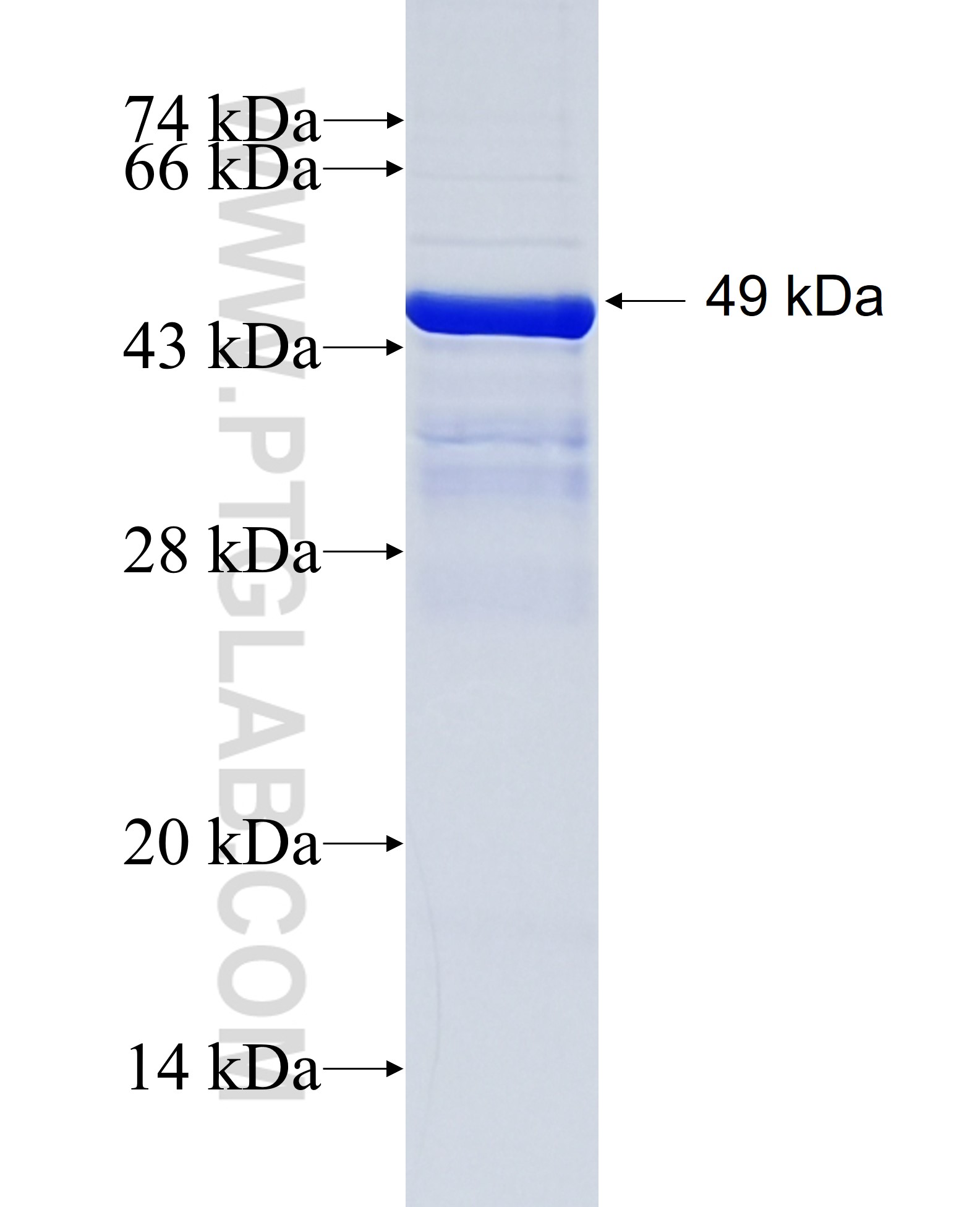 DNAJB6 fusion protein Ag2258 SDS-PAGE