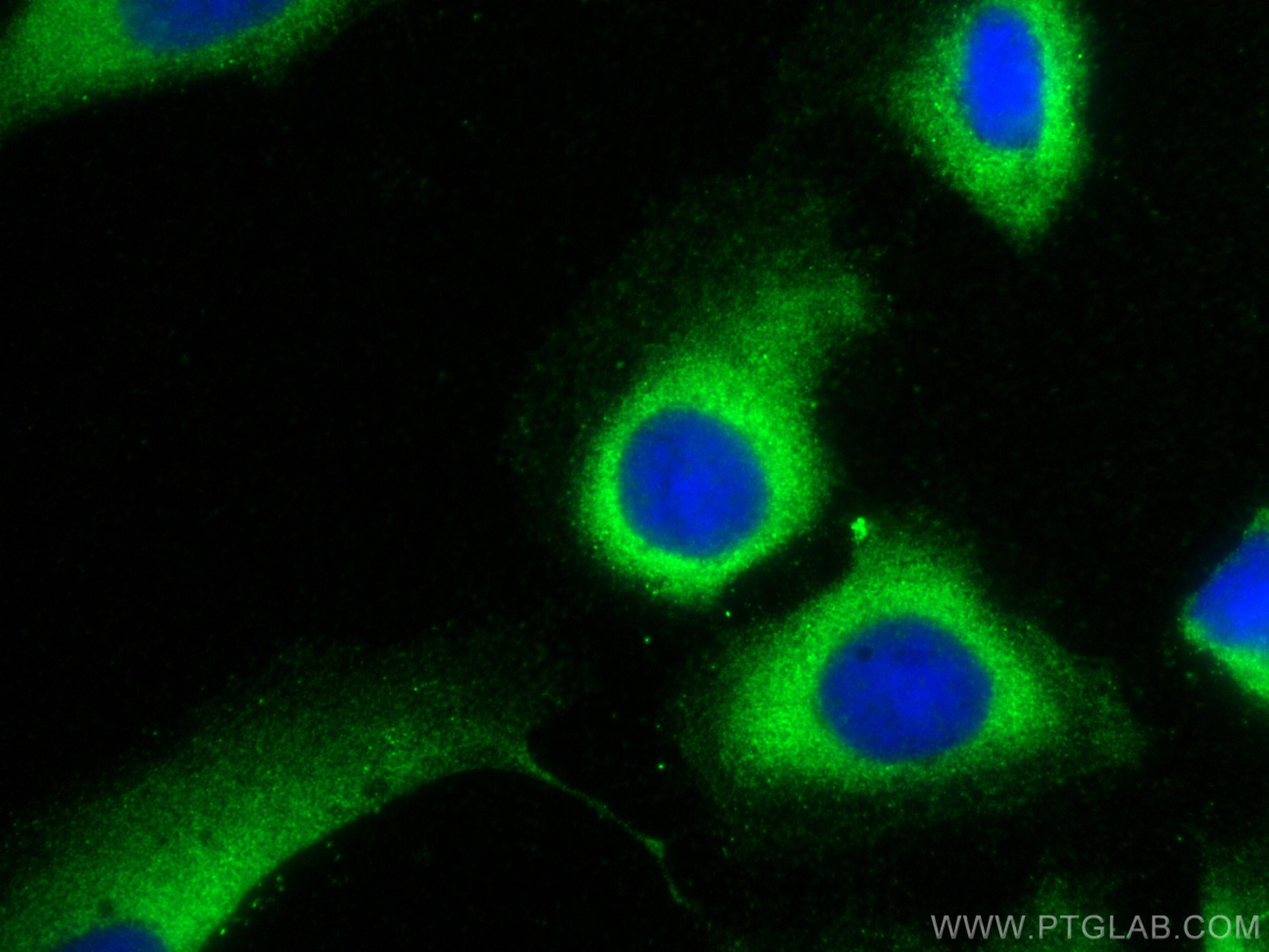 IF Staining of U2OS using 26229-1-AP