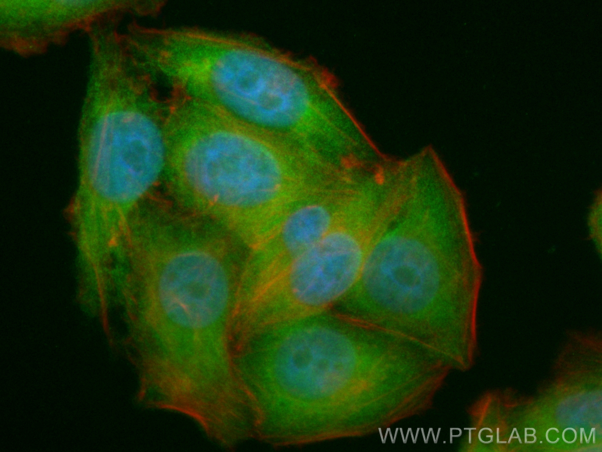 IF Staining of HepG2 using CL488-11090