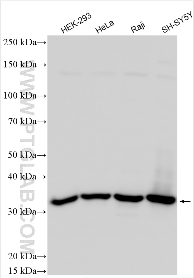 WB analysis using 25444-1-AP