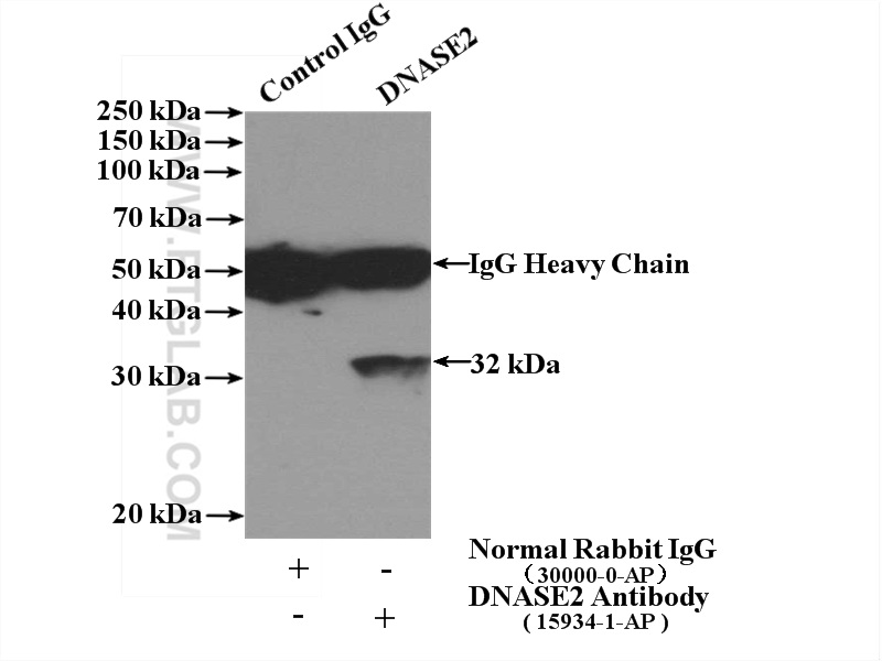 DNASE2