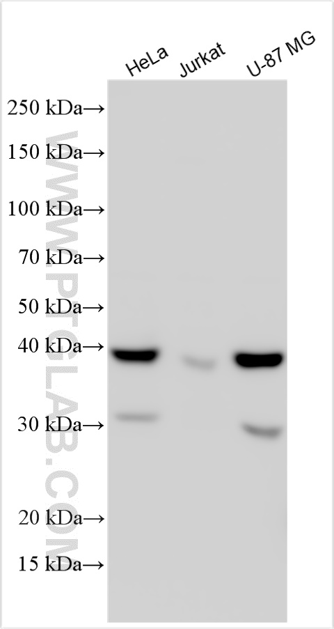 WB analysis using 15934-1-AP