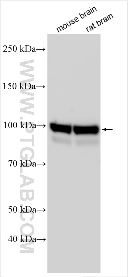 WB analysis using 14737-1-AP