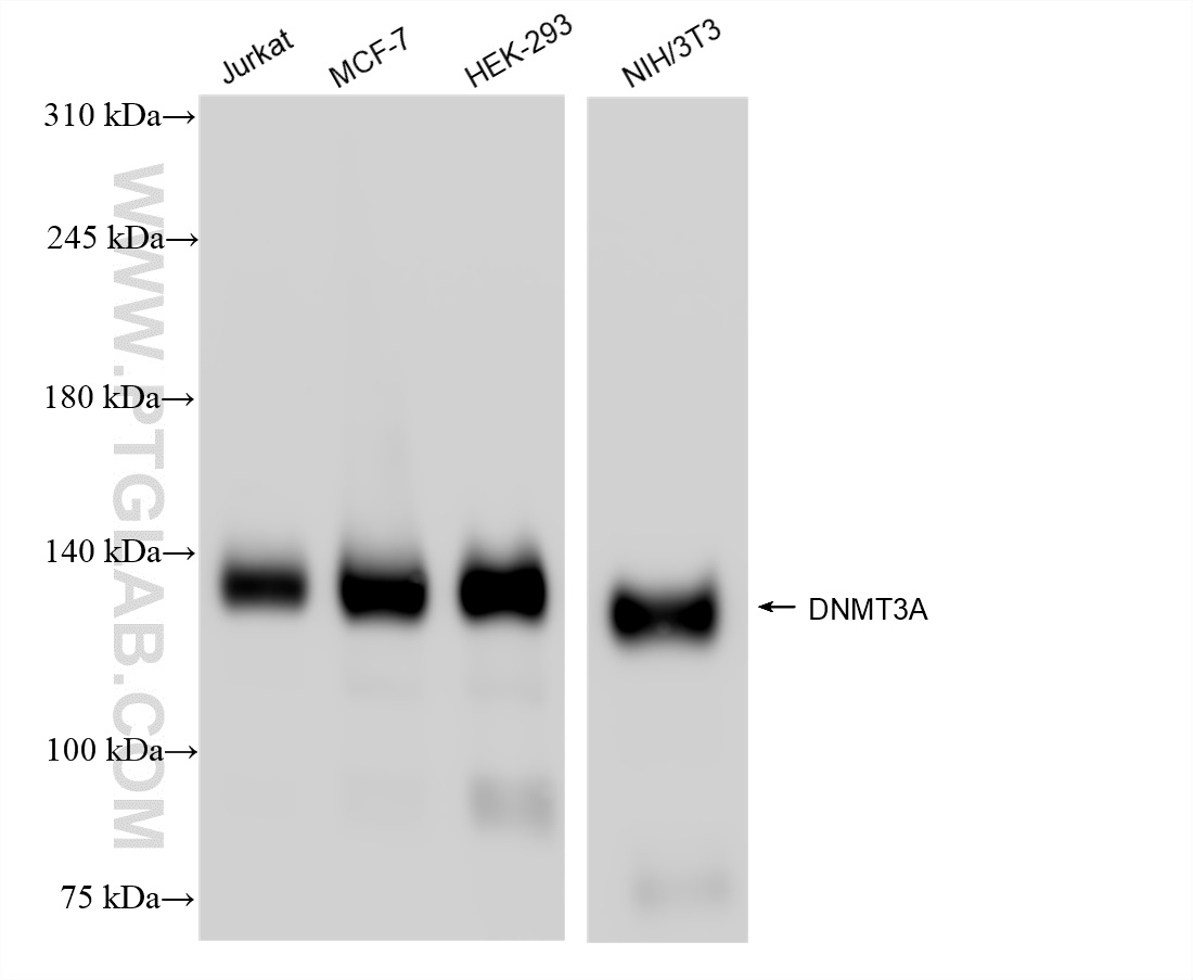 WB analysis using 81474-5-RR (same clone as 81474-5-PBS)