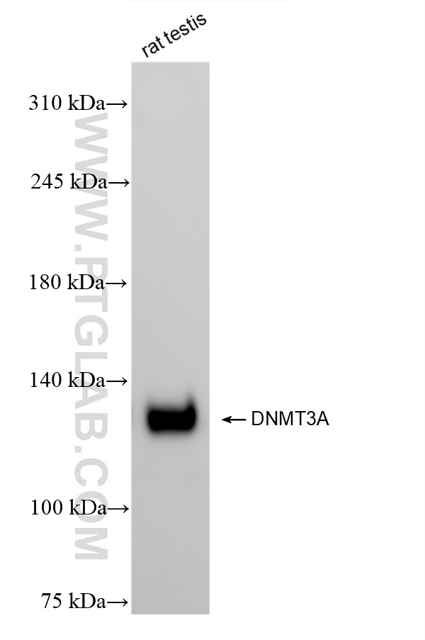 WB analysis of rat testis using 81474-5-RR (same clone as 81474-5-PBS)