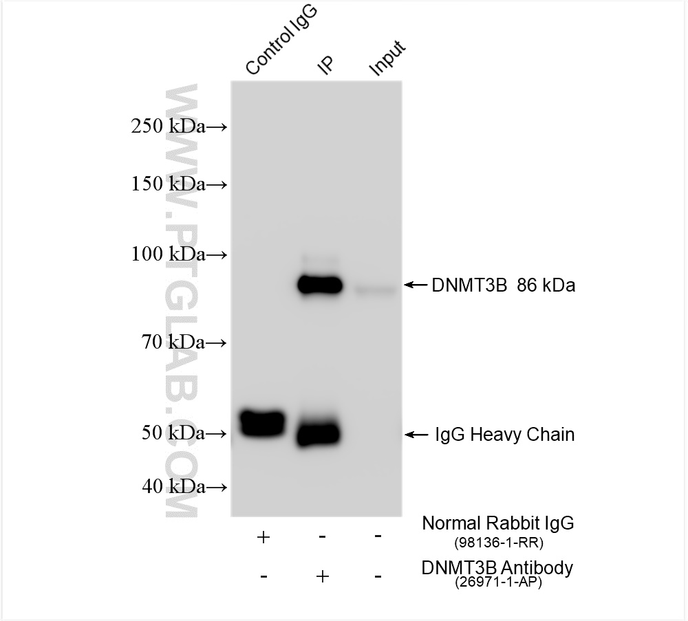 IP experiment of K-562 using 26971-1-AP