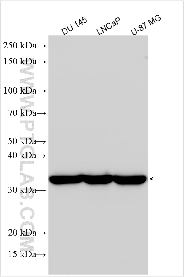 WB analysis using 18226-1-AP