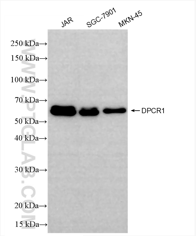 WB analysis using 84567-2-RR (same clone as 84567-2-PBS)