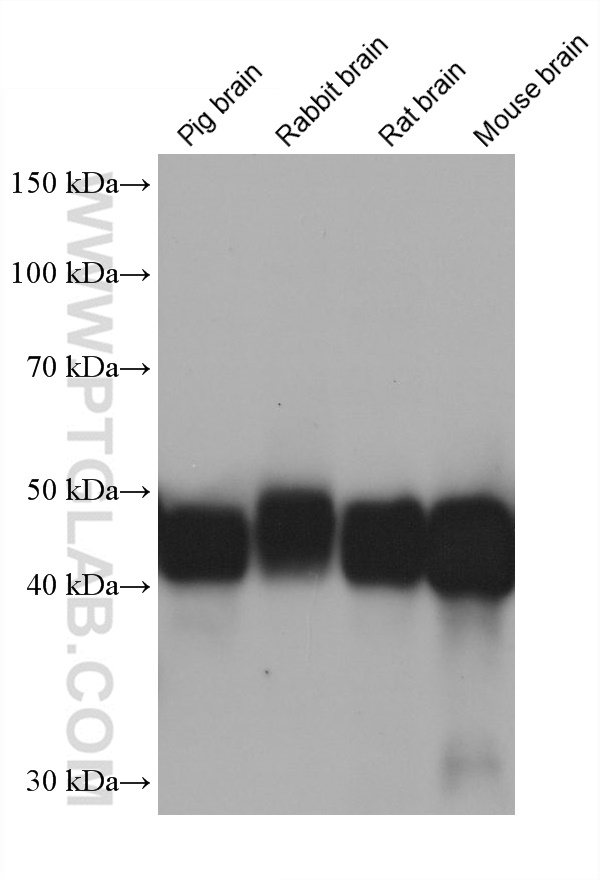 WB analysis using 68646-1-Ig