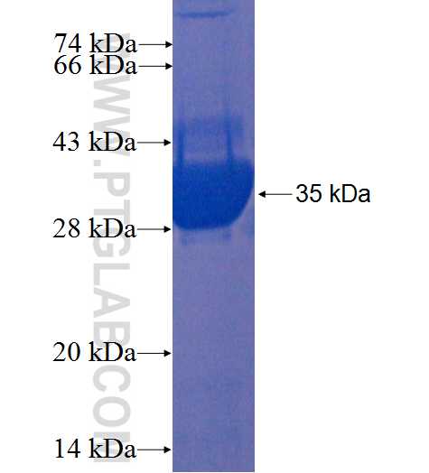 DPH3 fusion protein Ag22337 SDS-PAGE