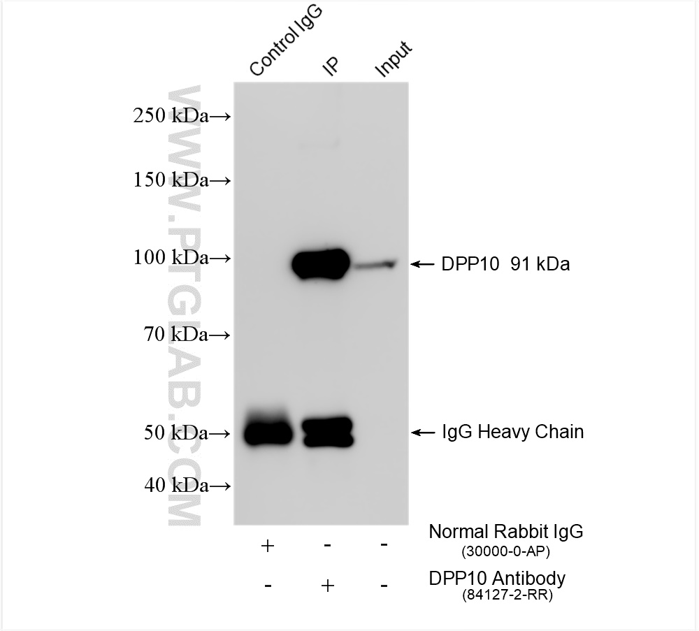 IP experiment of pig brain using 84127-2-RR