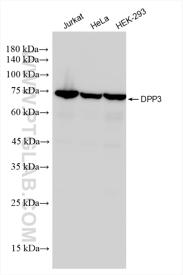 WB analysis using 84173-3-RR (same clone as 84173-3-PBS)