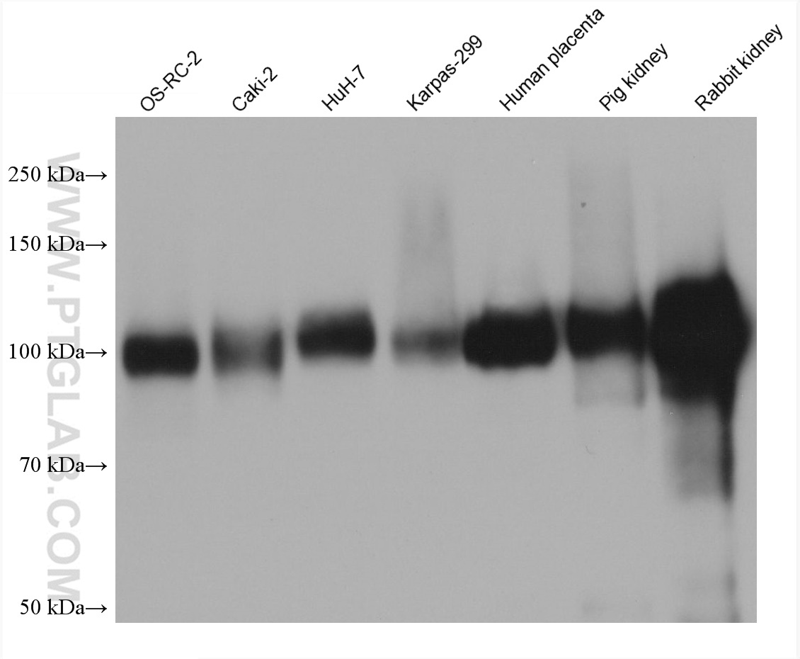 WB analysis using 68383-1-Ig (same clone as 68383-1-PBS)