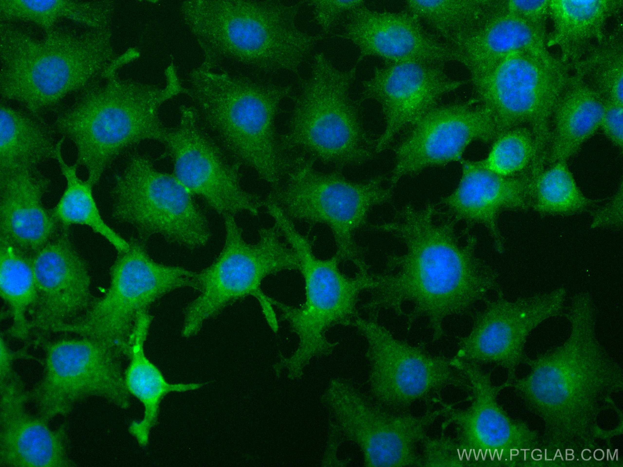 IF Staining of HuH-7 using CL488-68383