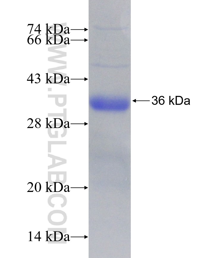 DR4 fusion protein Ag27650 SDS-PAGE