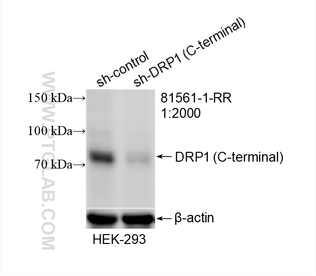 WB analysis of HEK-293 using 81561-1-RR (same clone as 81561-1-PBS)