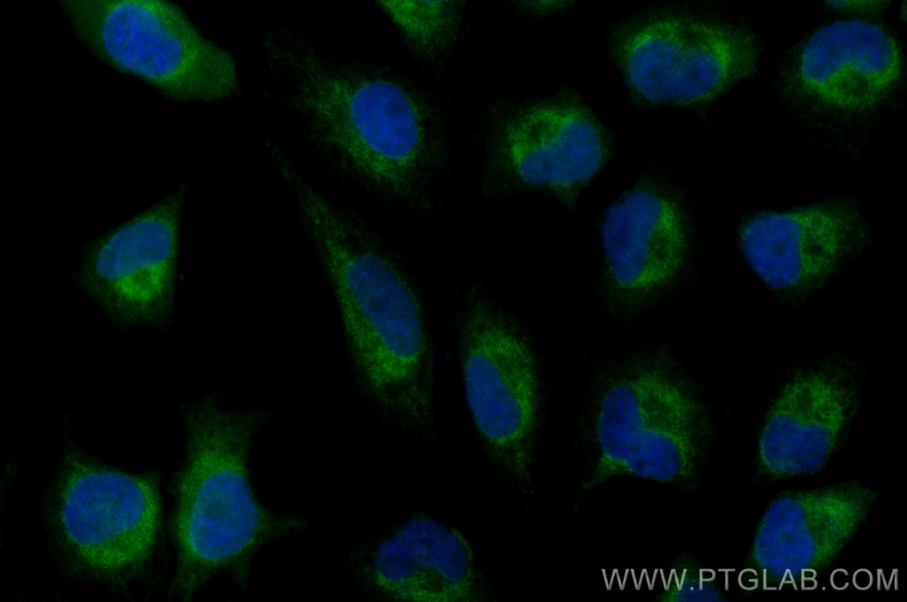 IF Staining of HeLa using CL488-12957