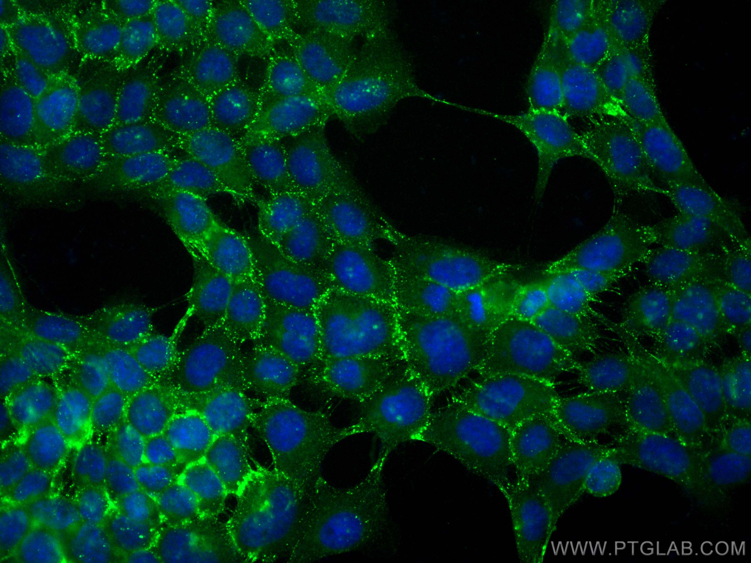 IF Staining of A431 using CL488-21880