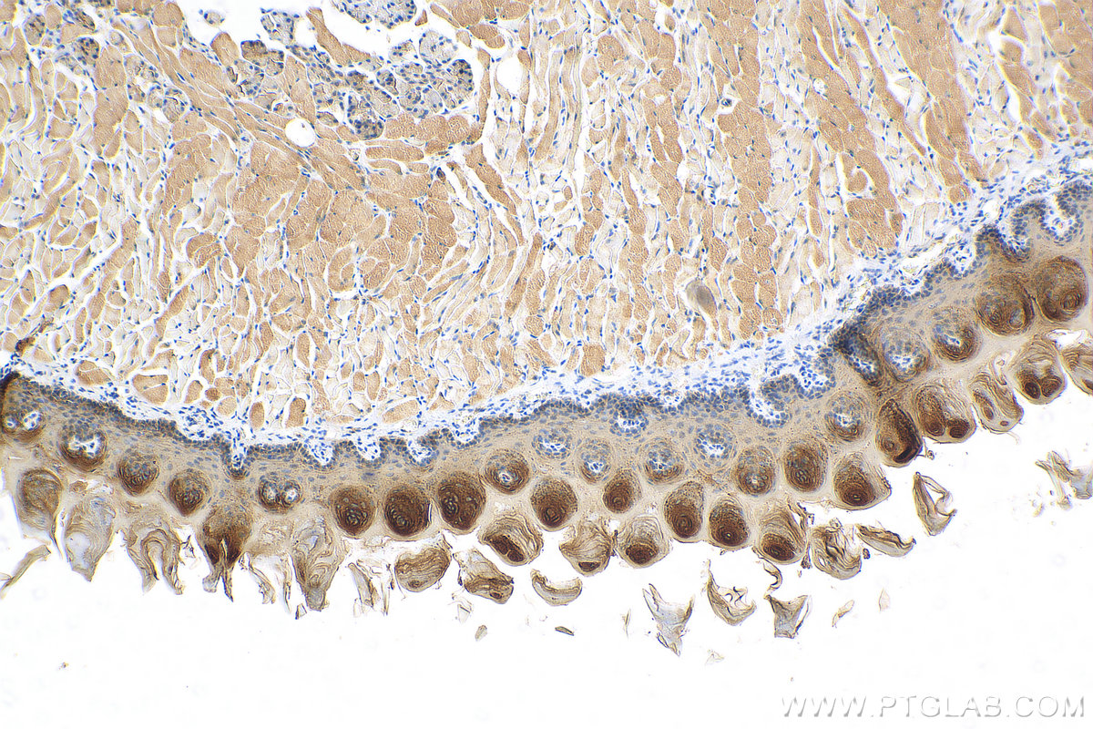 IHC staining of mouse tongue using 29942-1-AP