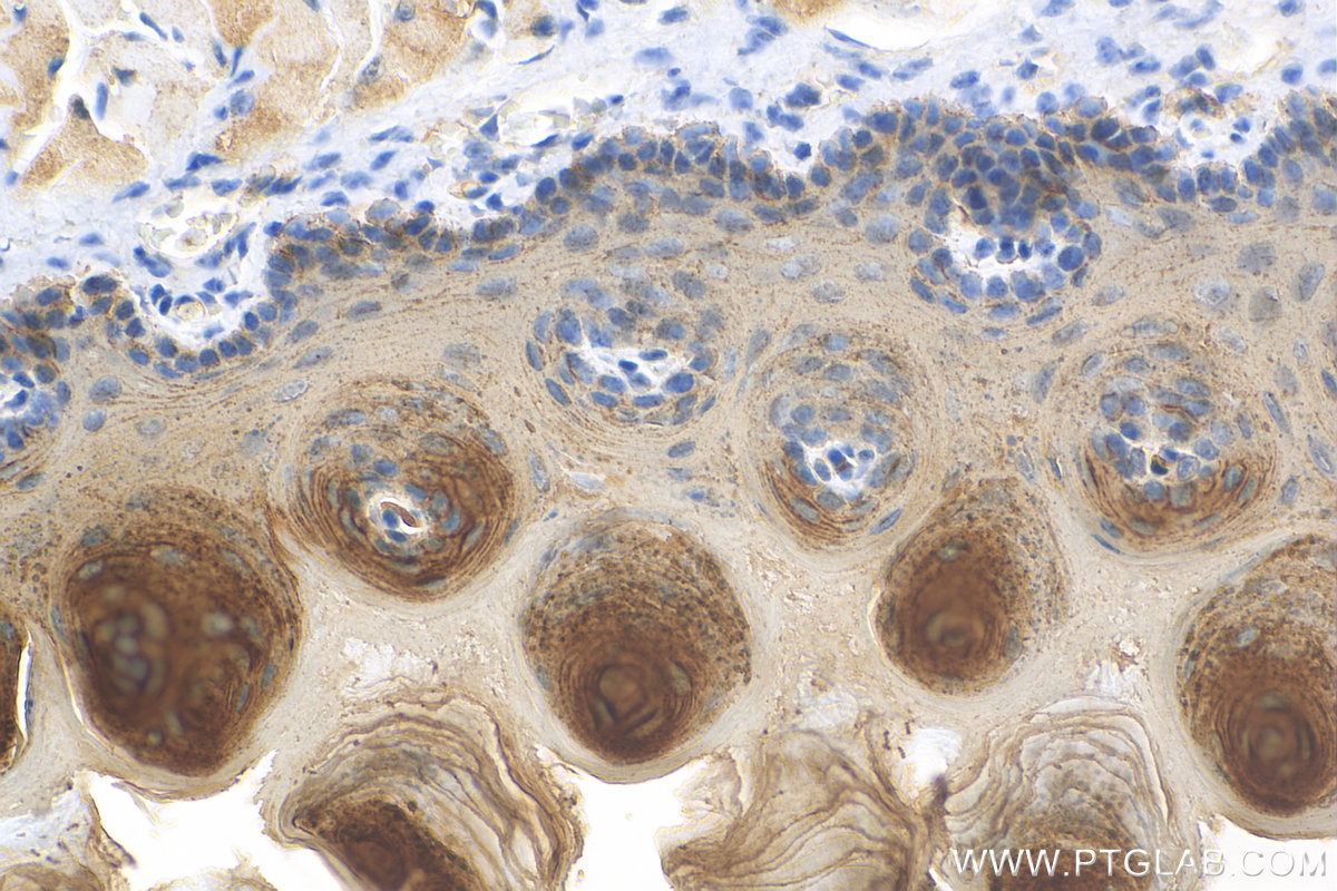 IHC staining of mouse tongue using 29942-1-AP