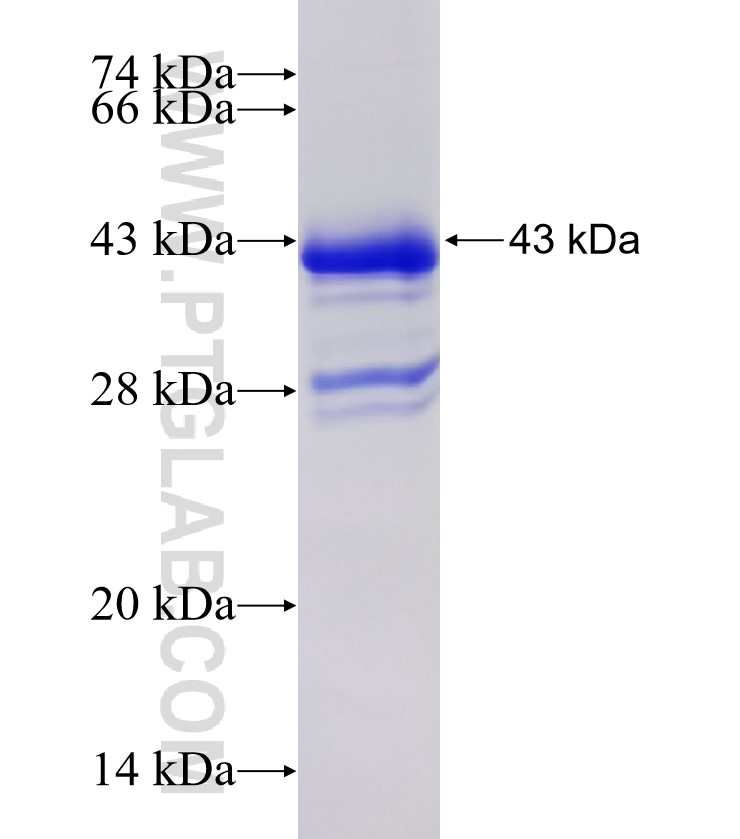 DSG3 fusion protein Ag30880 SDS-PAGE