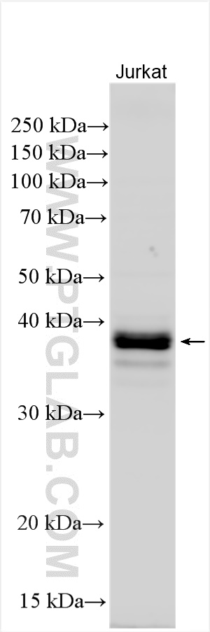 WB analysis of Jurkat using 17742-1-AP