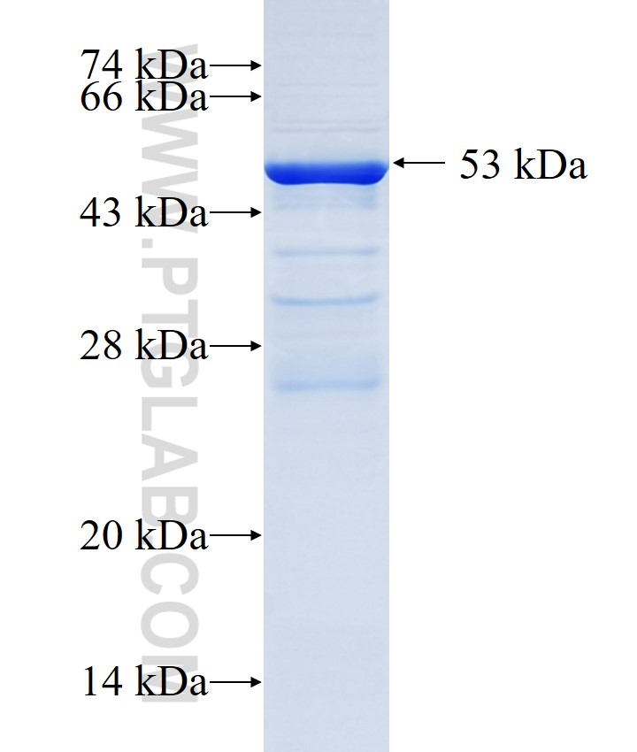 DTL fusion protein Ag33391 SDS-PAGE