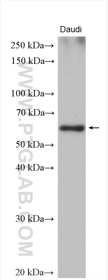 WB analysis of Daudi using 18350-1-AP