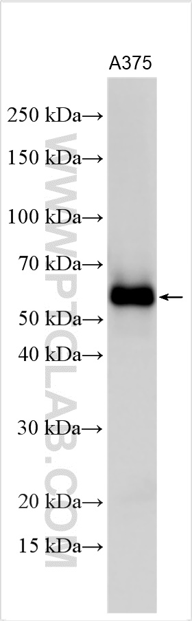 WB analysis using 18350-1-AP