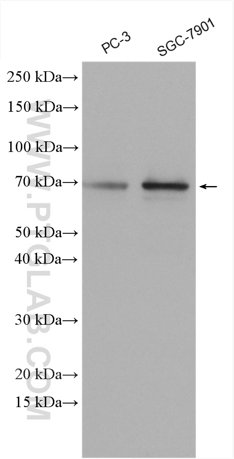 WB analysis using 26143-1-AP