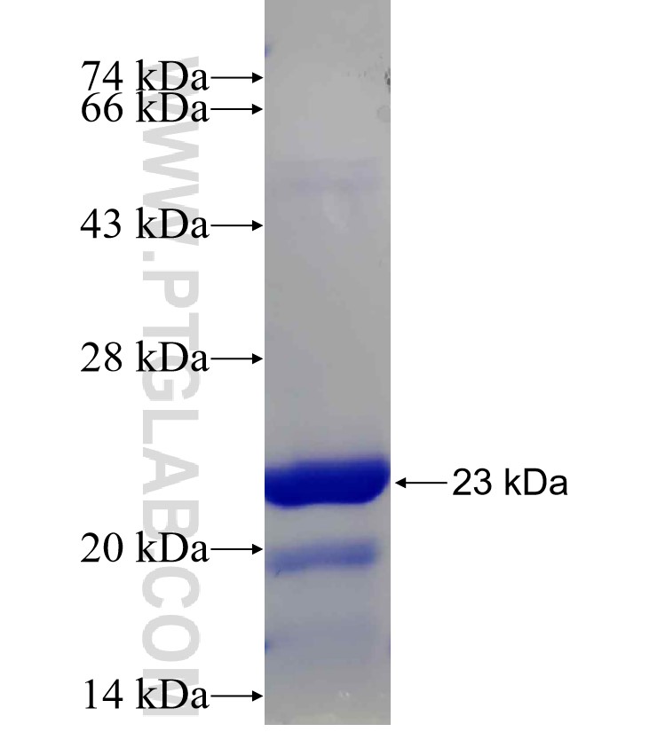 DUB3 fusion protein Ag24012 SDS-PAGE