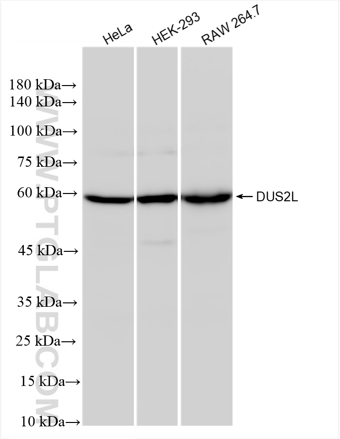 WB analysis using 83265-8-RR