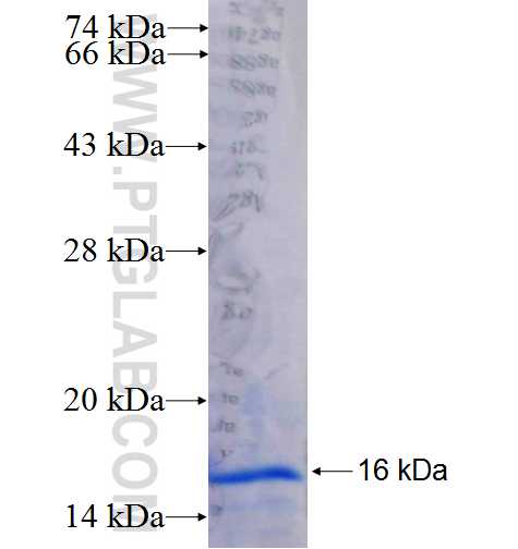 DUSP1 fusion protein Ag25731 SDS-PAGE