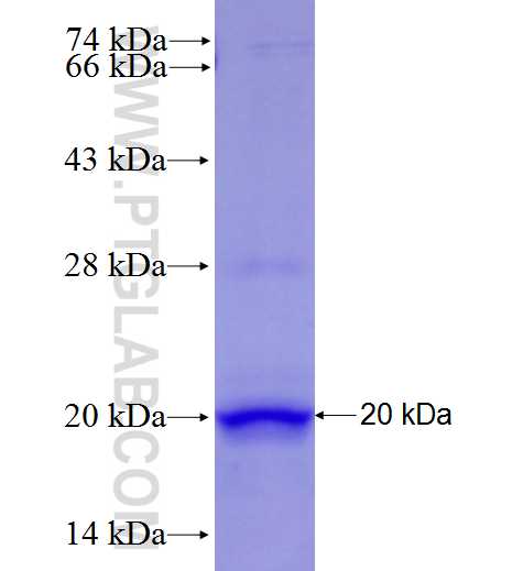 DUSP15 fusion protein Ag27771 SDS-PAGE