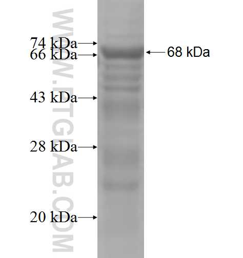 DUSP16 fusion protein Ag5479 SDS-PAGE