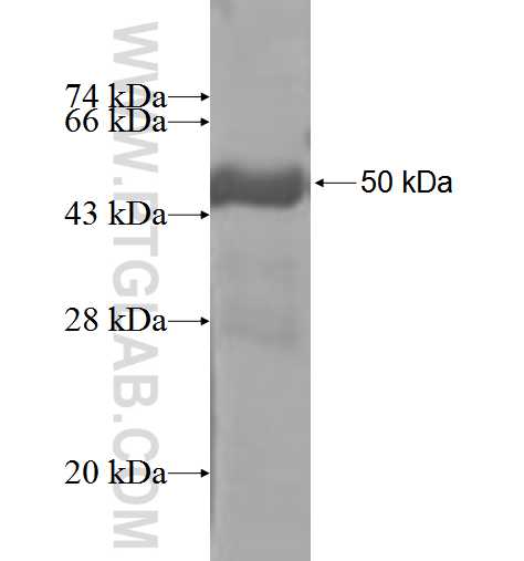 DUSP19 fusion protein Ag3611 SDS-PAGE